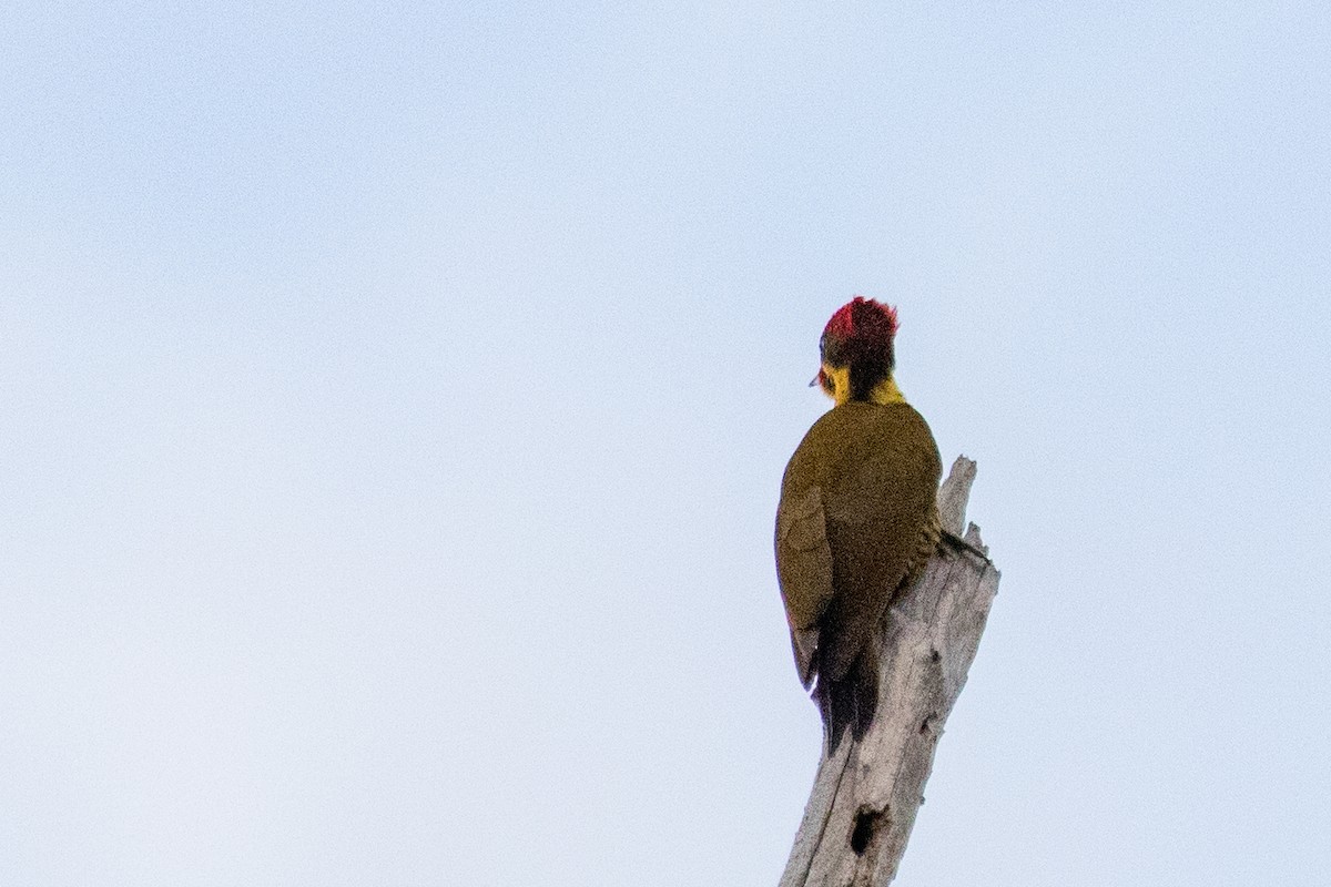 Golden-green Woodpecker - ML611915168