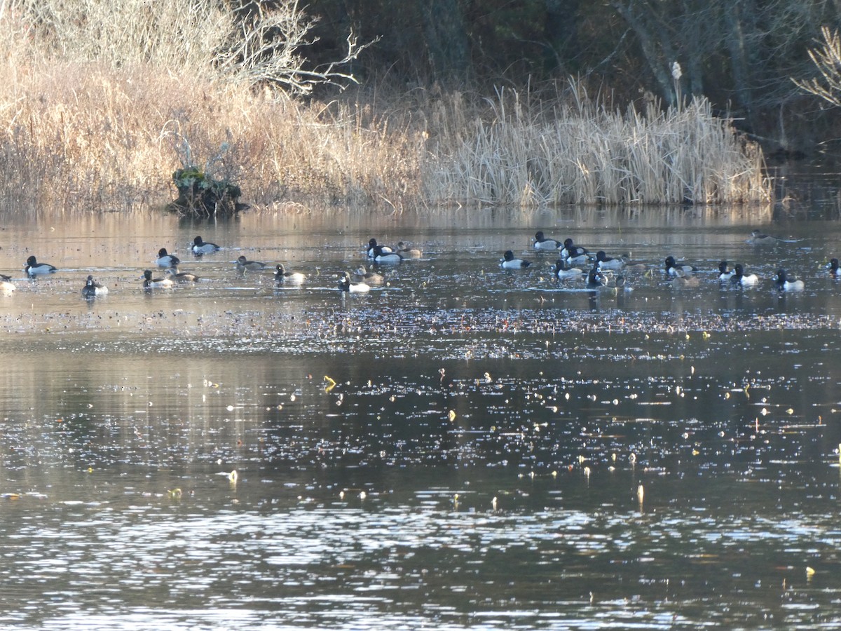 Ring-necked Duck - Anonymous