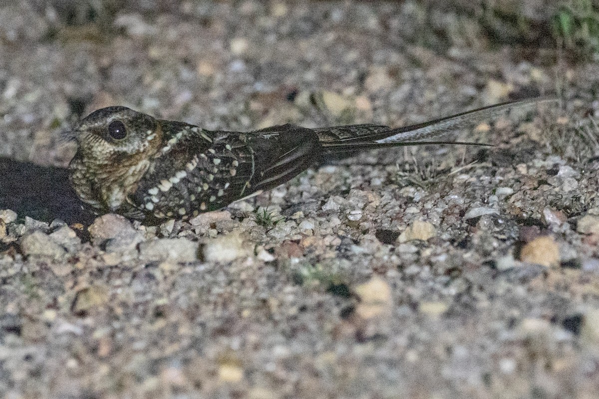 Scissor-tailed Nightjar - ML611915276