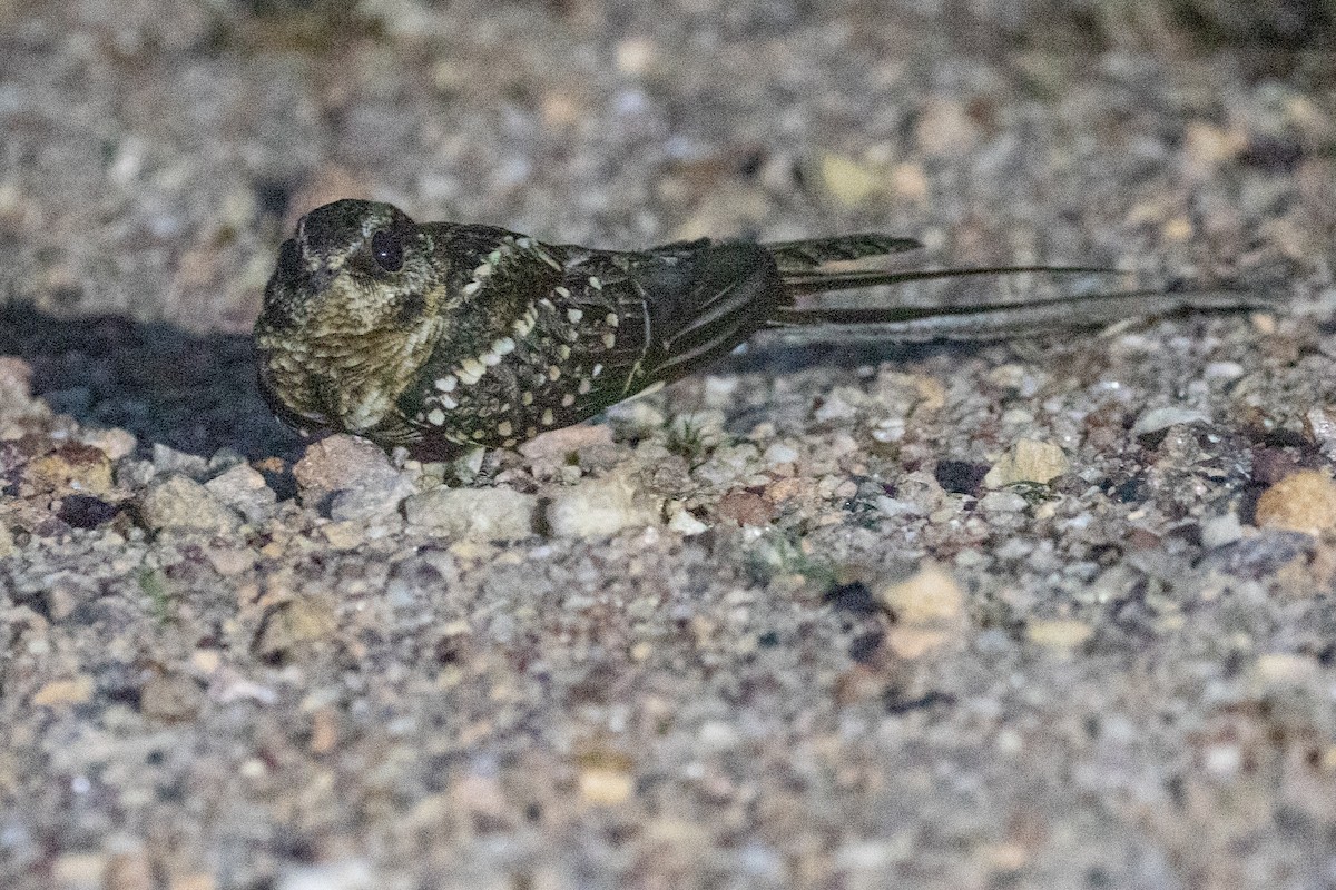 Scissor-tailed Nightjar - ML611915284