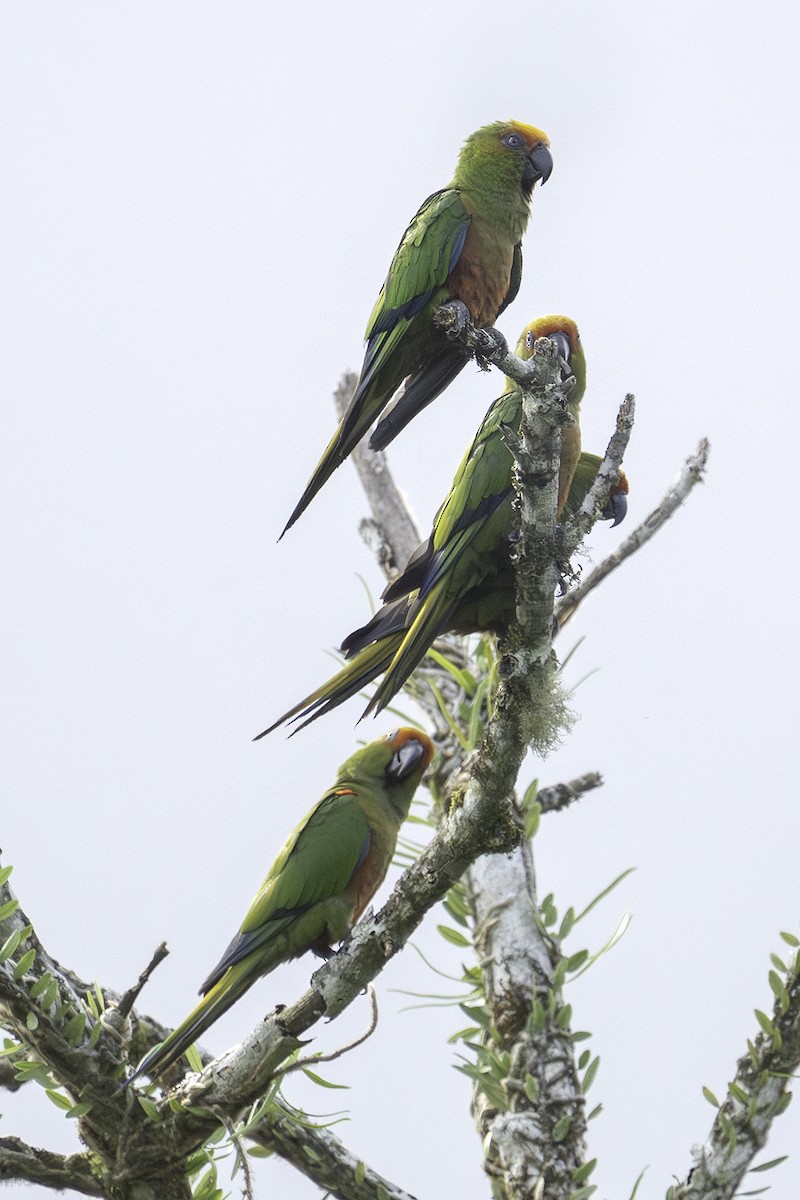 Golden-capped Parakeet - ML611915293