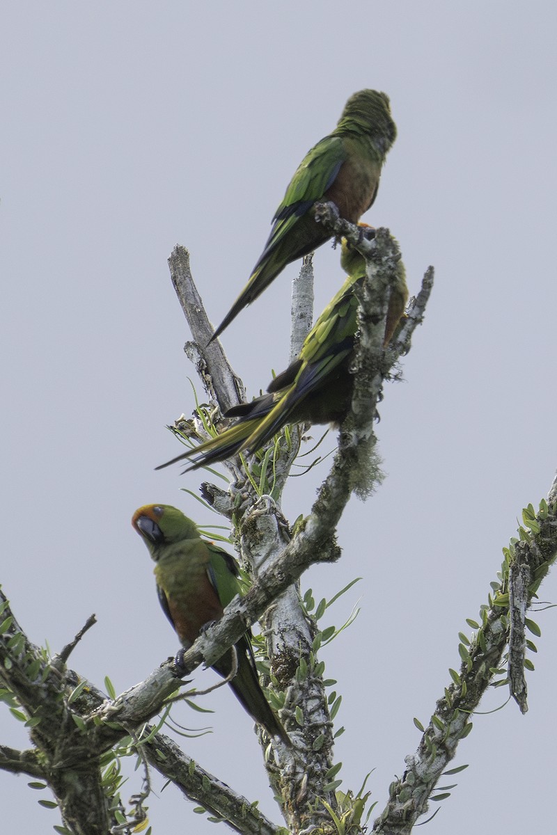 Golden-capped Parakeet - ML611915295