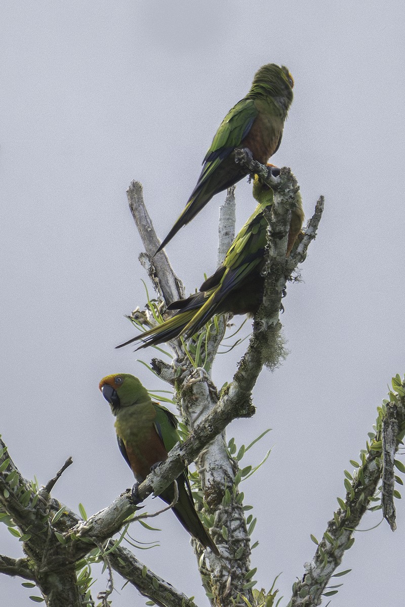 Golden-capped Parakeet - ML611915296