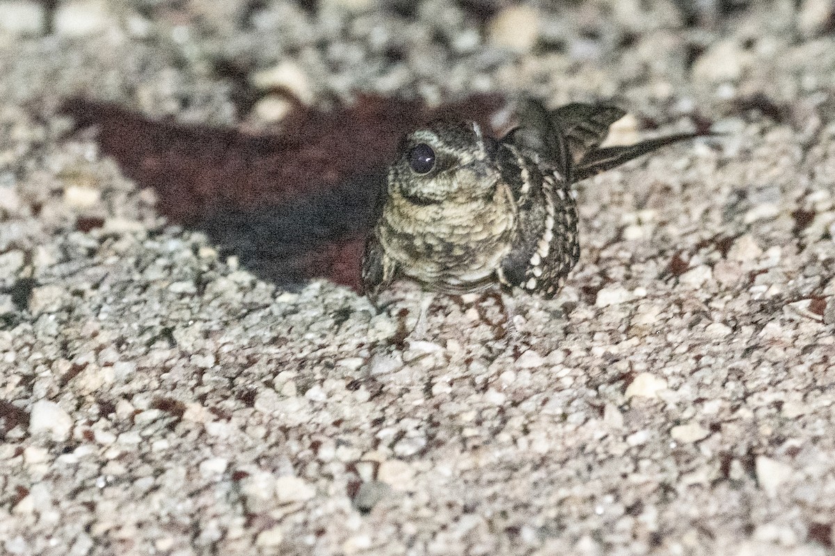 Scissor-tailed Nightjar - ML611915323