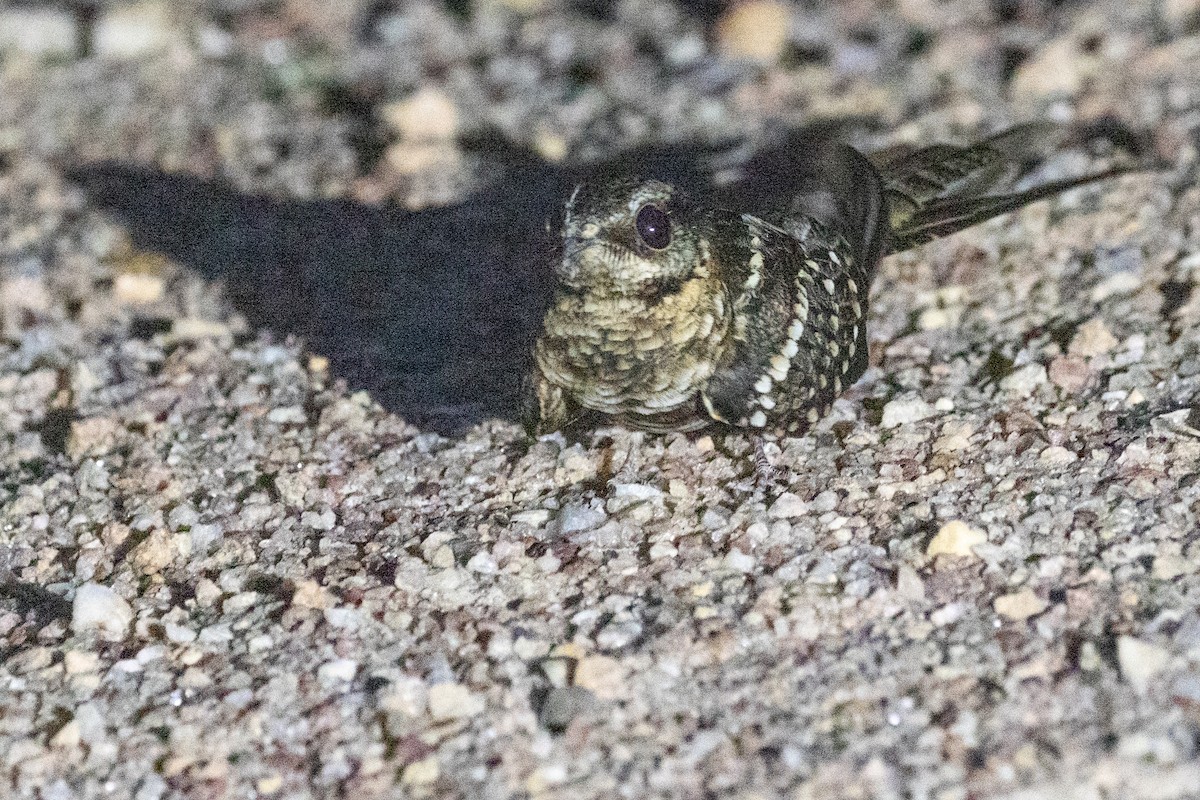 Scissor-tailed Nightjar - ML611915325