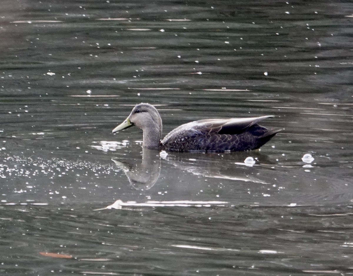 American Black Duck - ML611915335