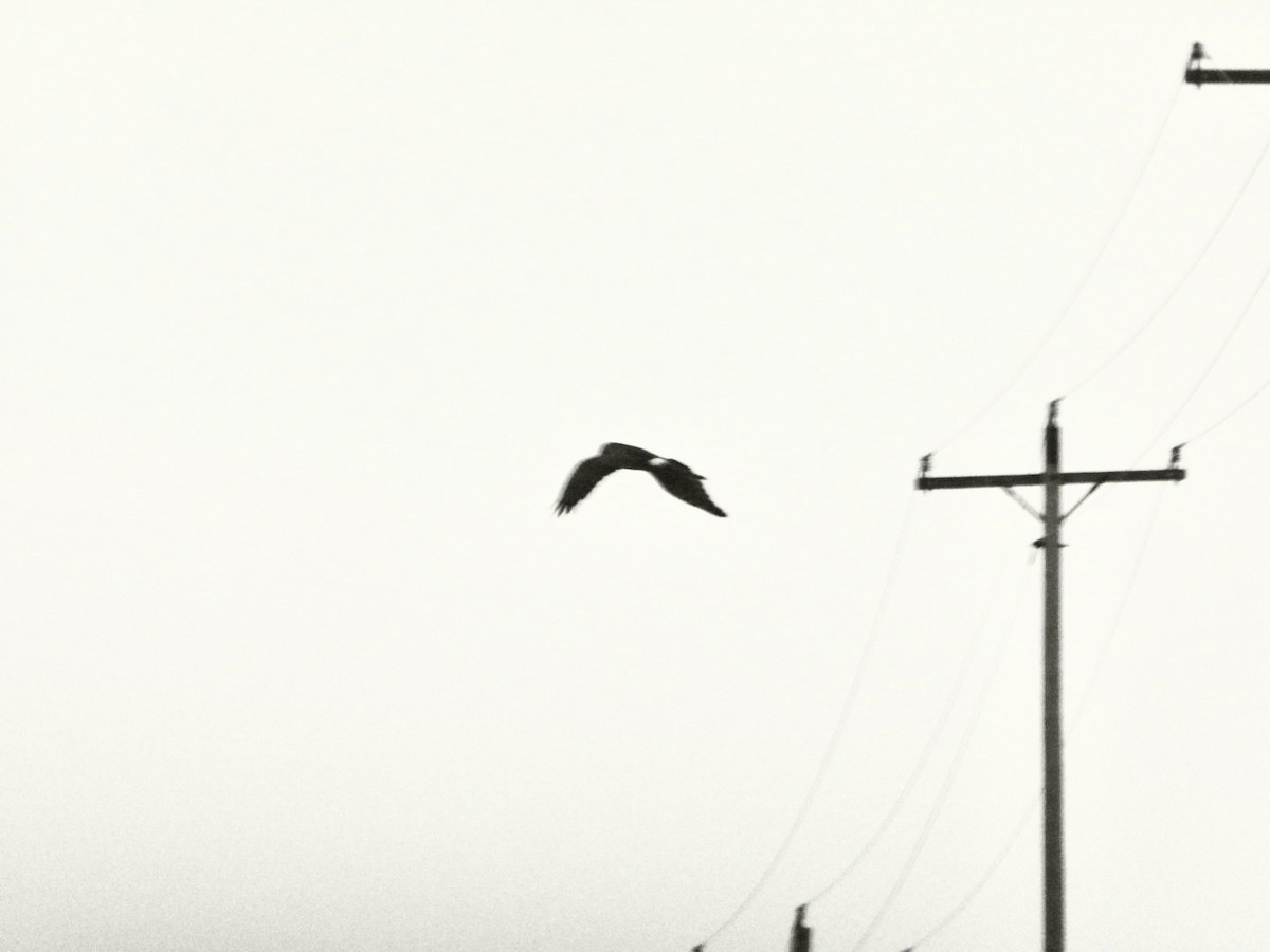 Northern Harrier - Shelly Windett