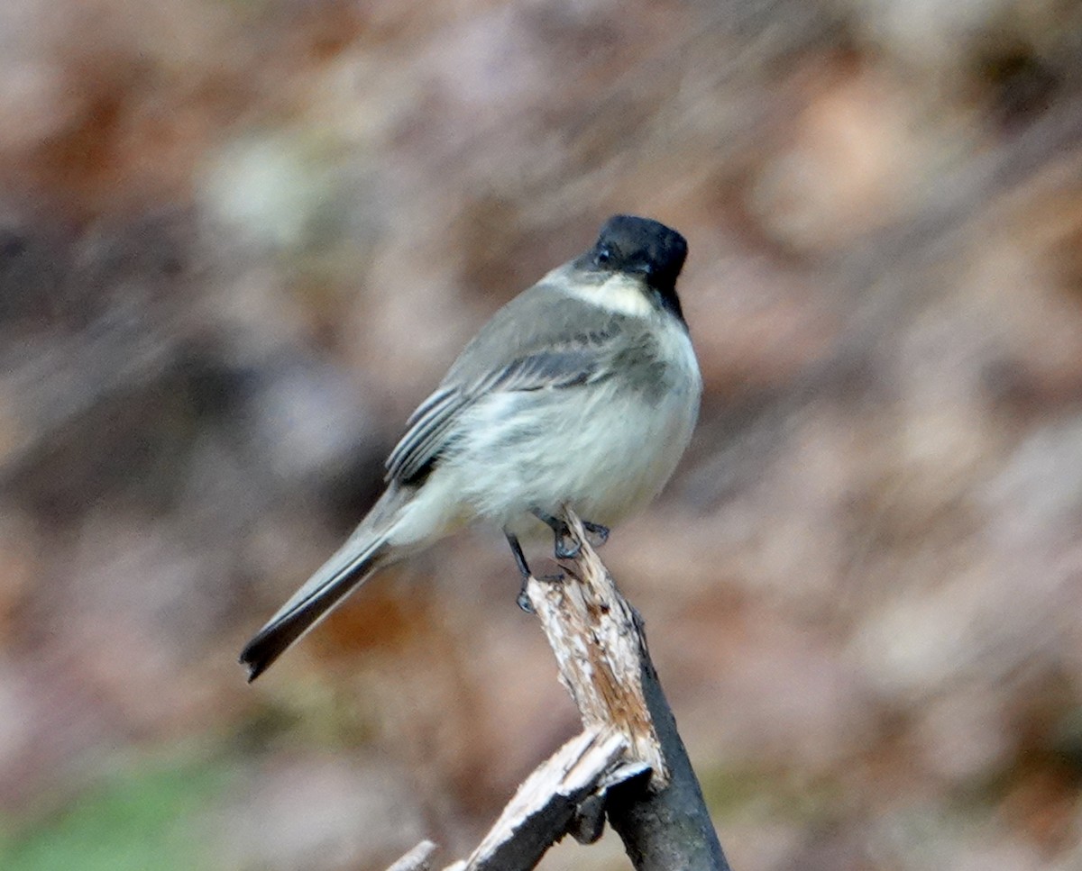 Eastern Phoebe - ML611915351