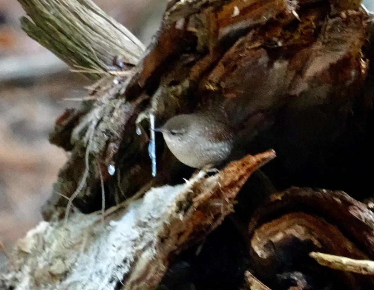 Winter Wren - ML611915352