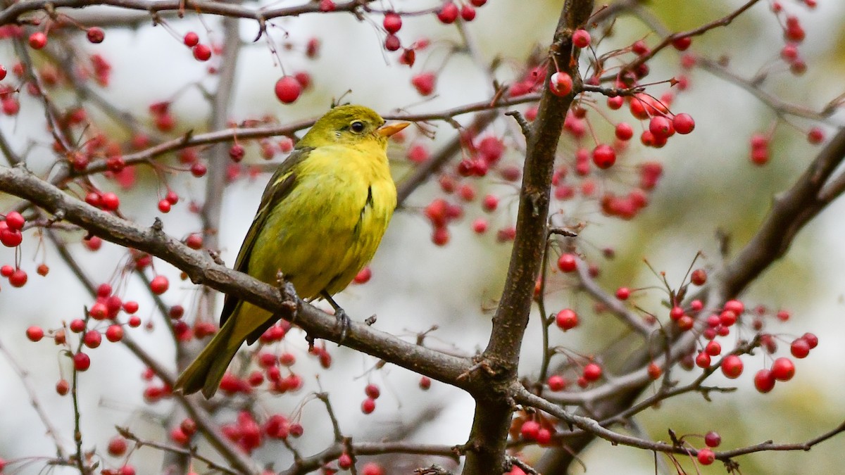 Western Tanager - ML611915355