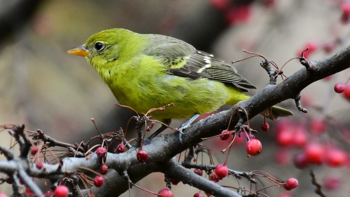 Western Tanager - ML611915365