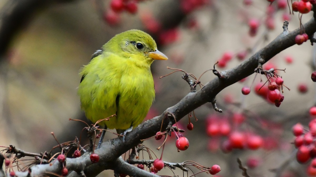 Western Tanager - ML611915370