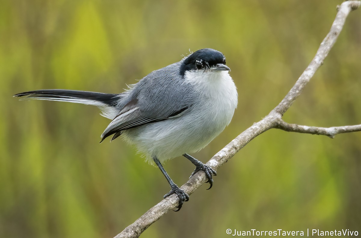 Tropical Gnatcatcher - ML611915396