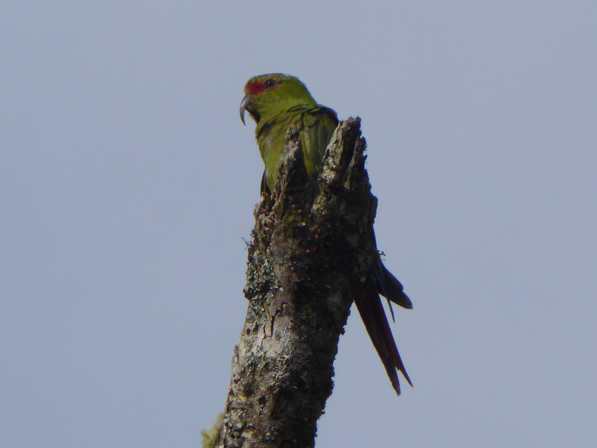 Slender-billed Parakeet - Ann Kovich