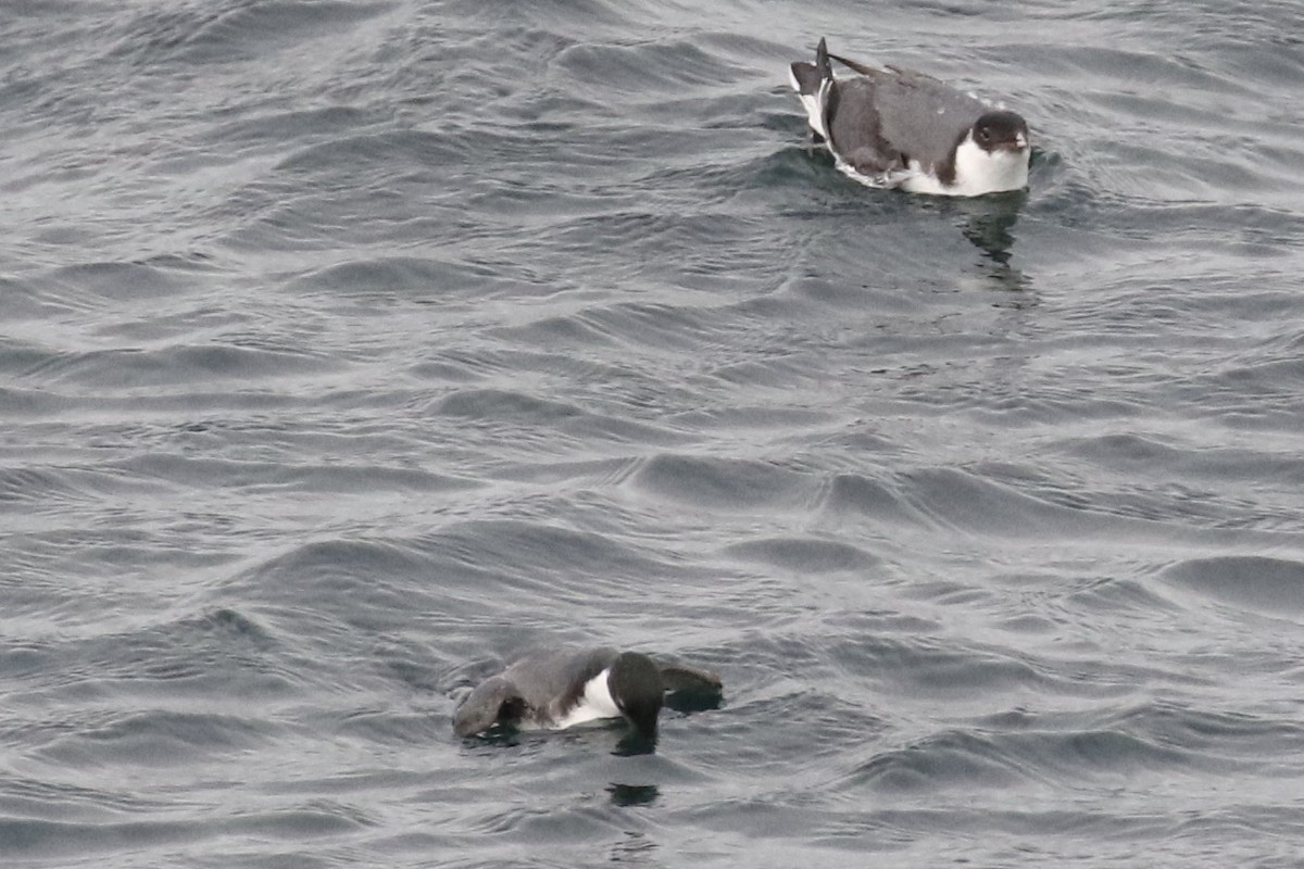 Guillemot à cou blanc - ML611915485