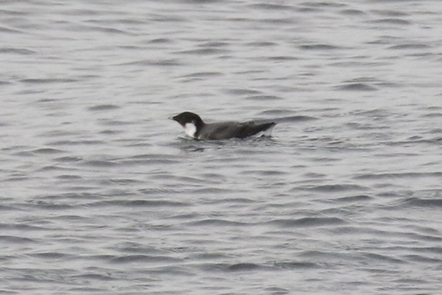 Guillemot à cou blanc - ML611915486