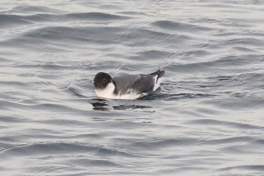 Guillemot à cou blanc - ML611915487