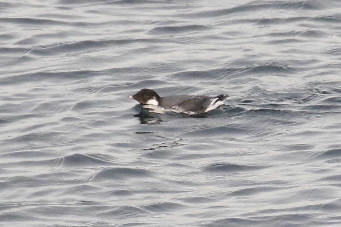 Guillemot à cou blanc - ML611915490