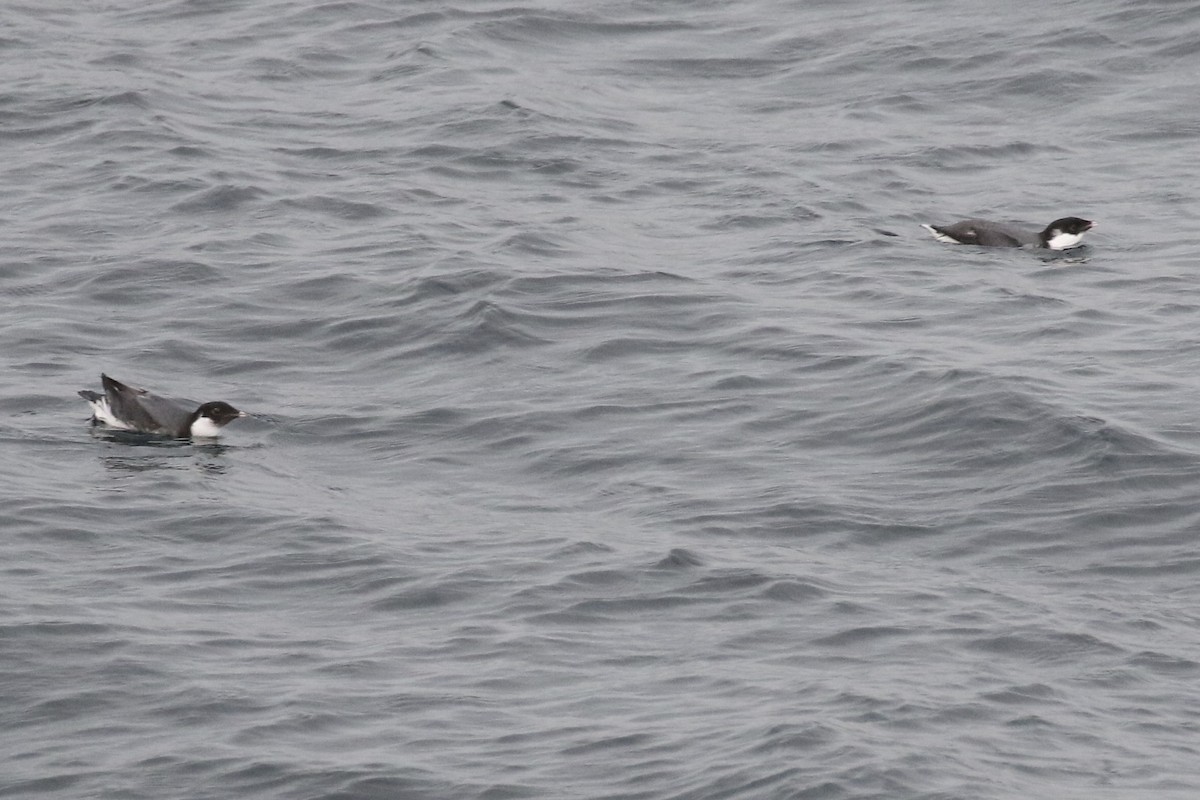 Guillemot à cou blanc - ML611915491