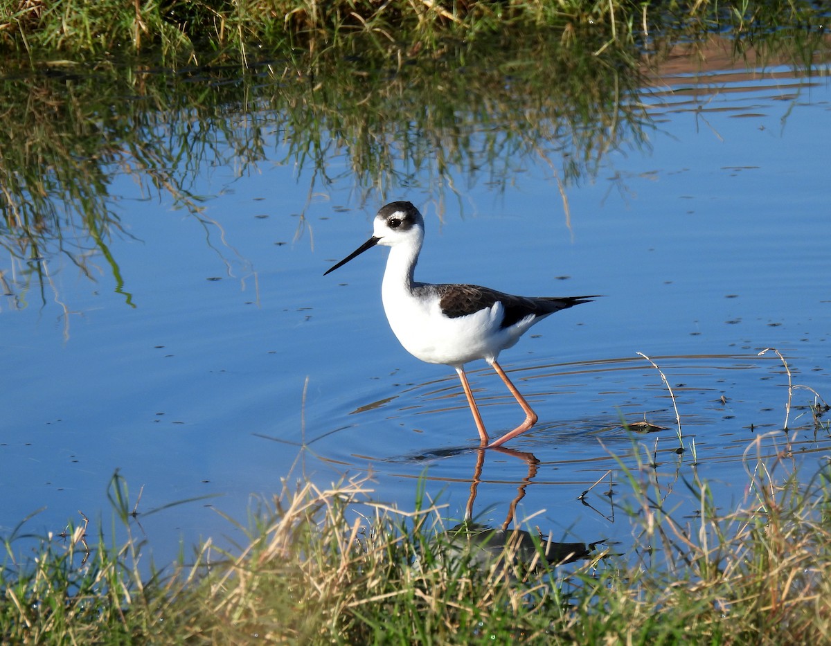 Black-necked Stilt - ML611915577