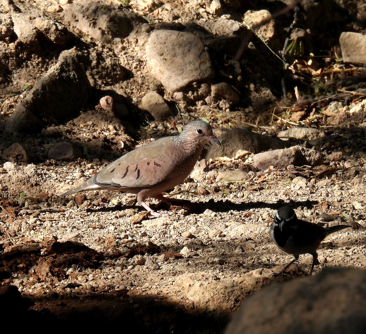 Common Ground Dove - ML611915637