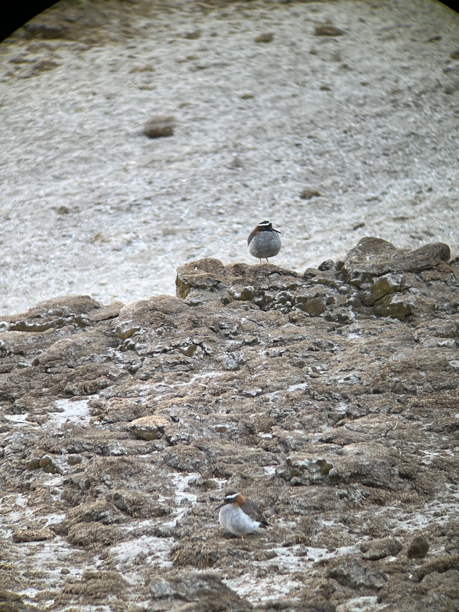 Diademed Sandpiper-Plover - ML611915662