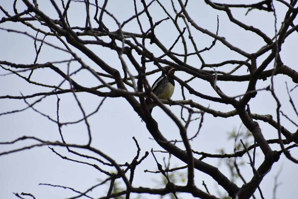 Red-naped Sapsucker - ML611915783