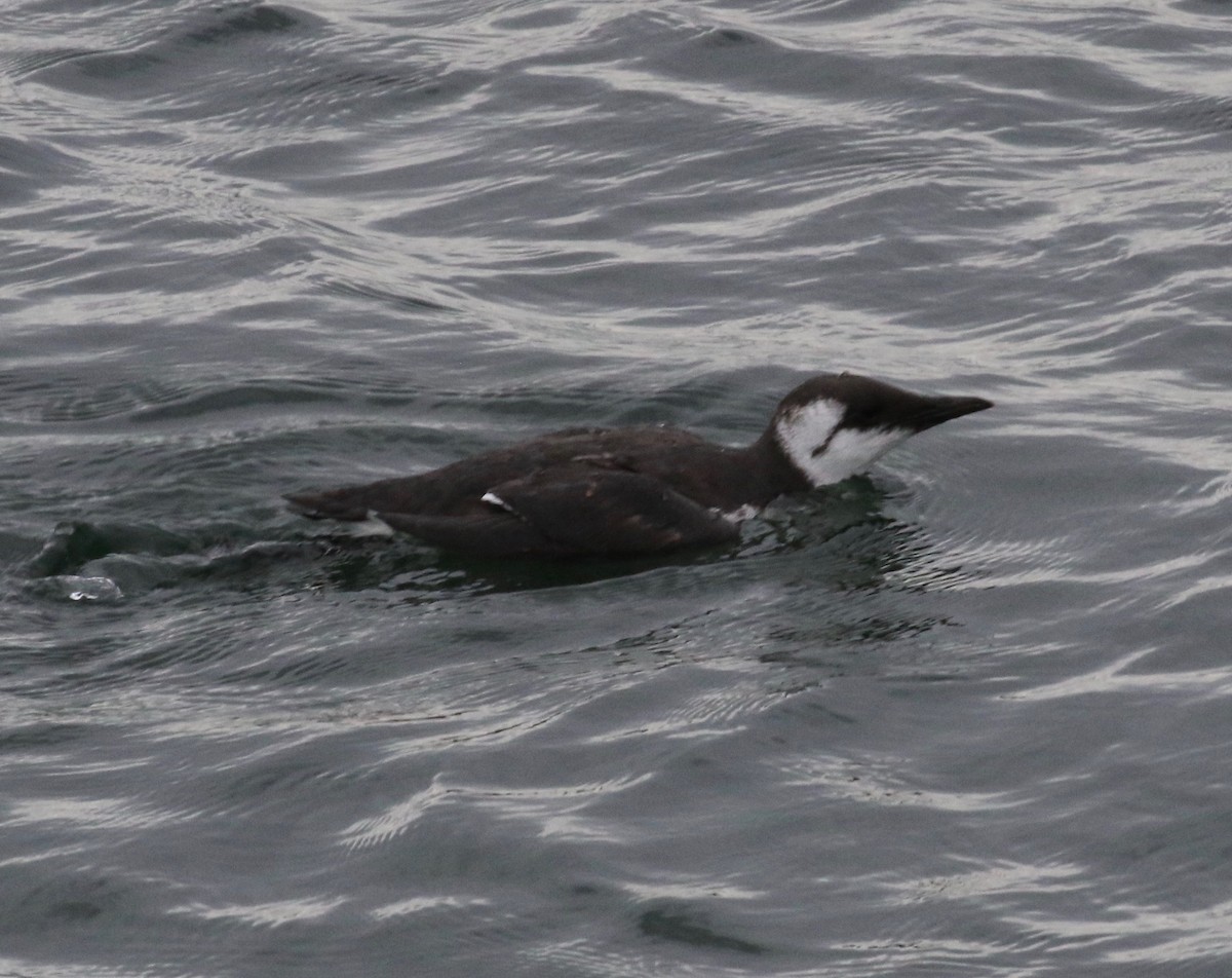 Guillemot marmette - ML611915888