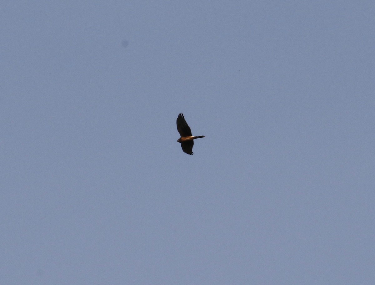 Northern Harrier - ML611915916