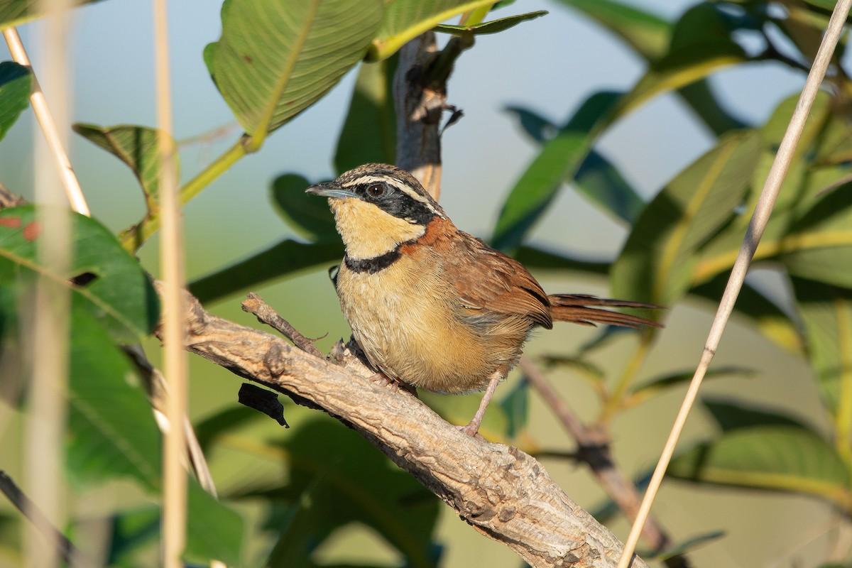 Collared Crescentchest (Collared) - FABRICIO GRIGOLIN