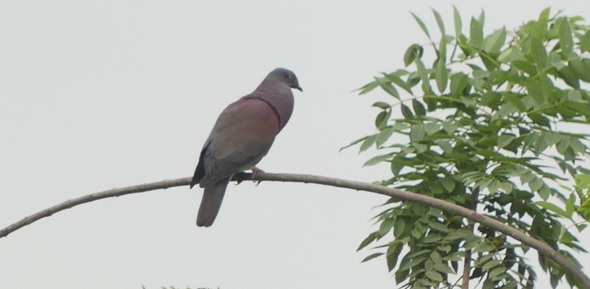 Pale-vented Pigeon - Lisa Brunetti