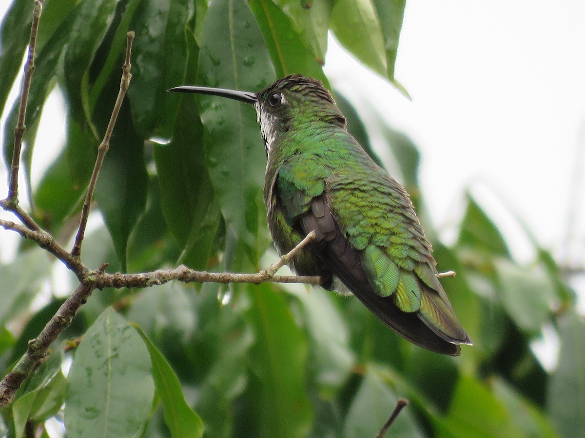 kolibřík tropický - ML611916154