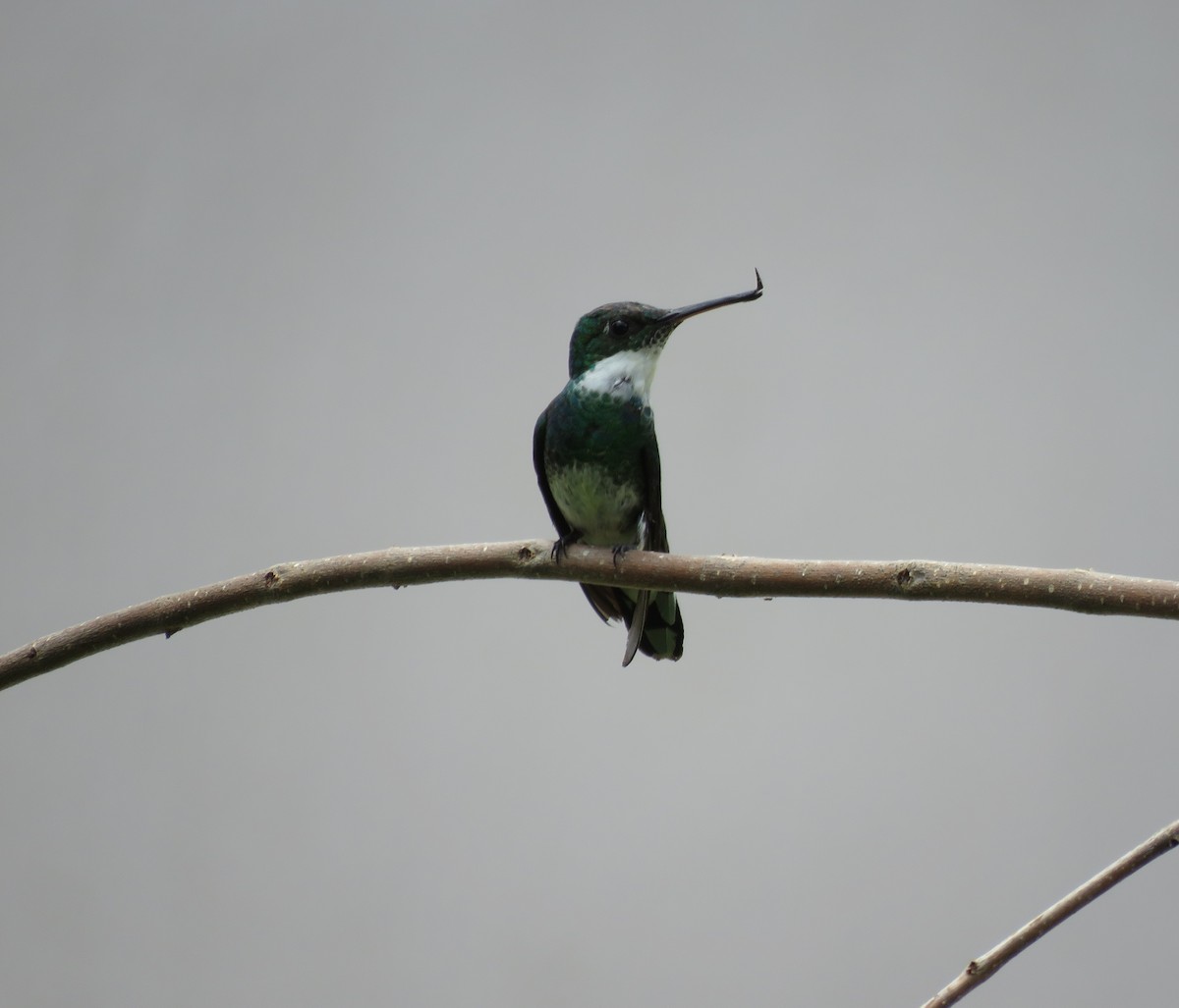 White-throated Hummingbird - ML611916177