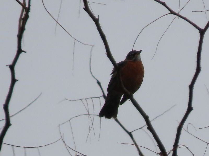 American Robin - ML611916247