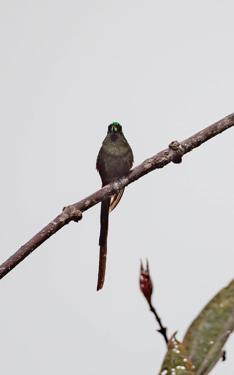 Violet-tailed Sylph - ML611916278