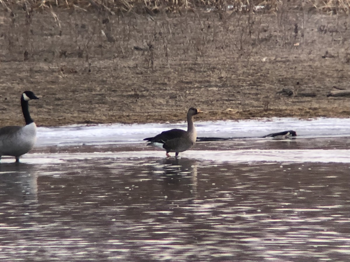 Greater White-fronted Goose (Western) - Adrian Azar