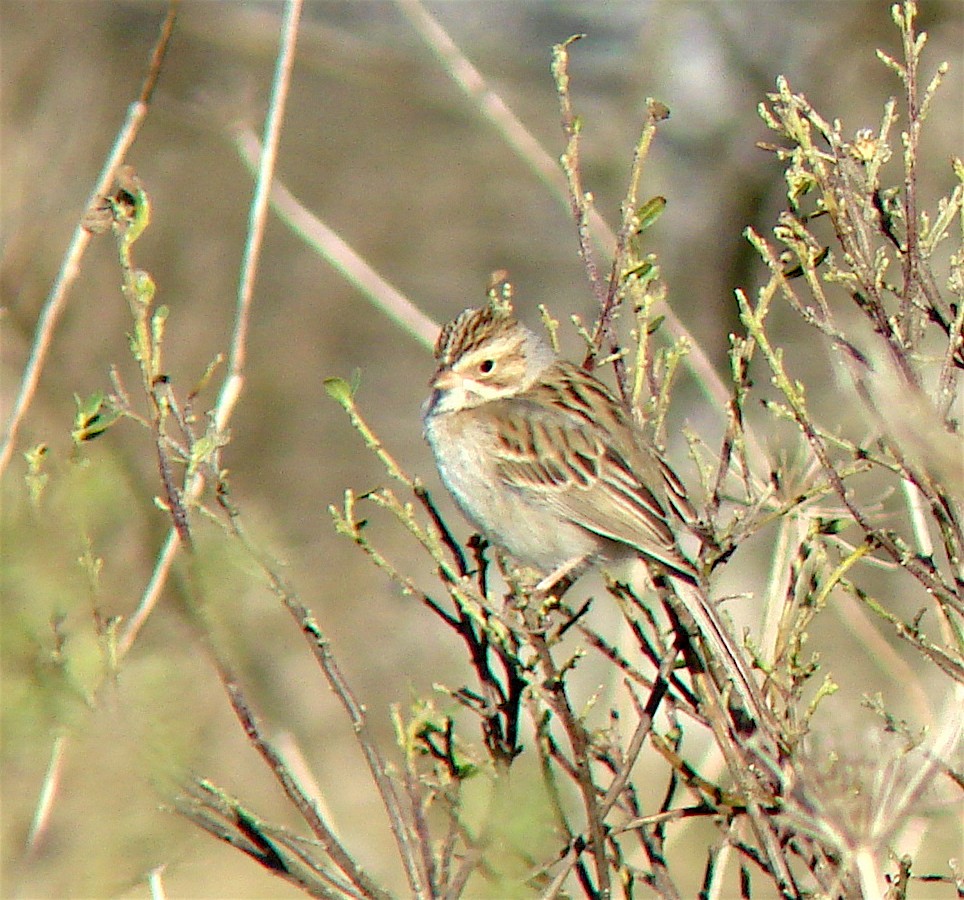 Clay-colored Sparrow - ML611916345