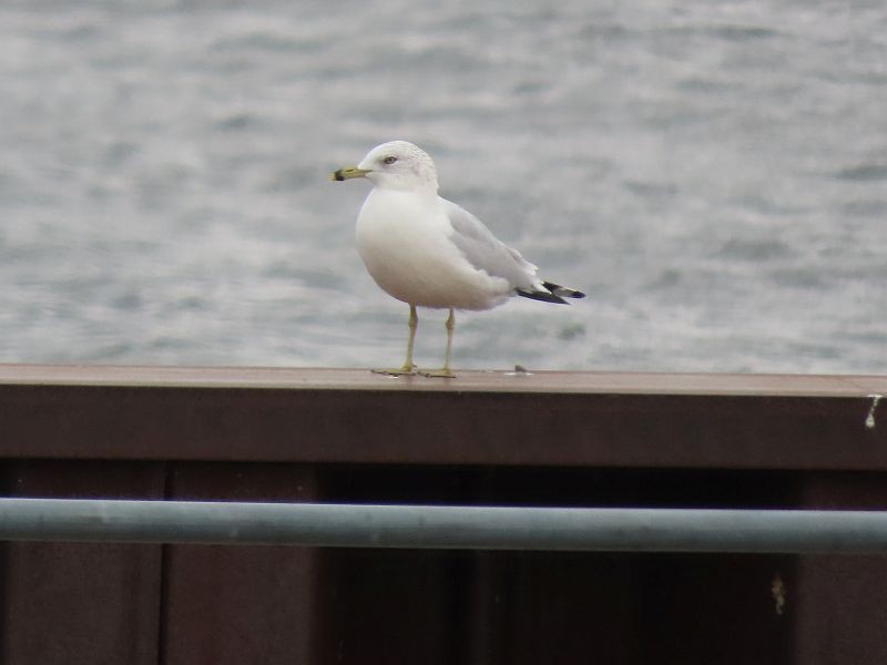 Ring-billed Gull - ML611916389