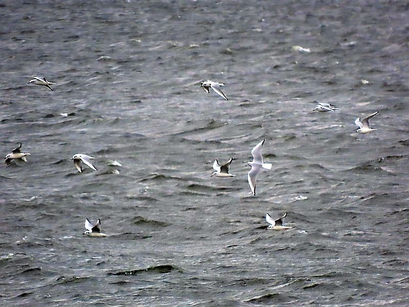 Bonaparte's Gull - Tracy The Birder