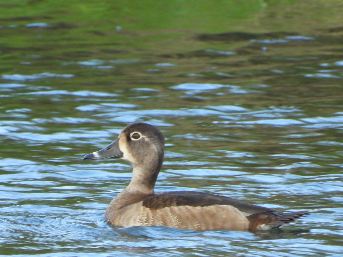 Ring-necked Duck - ML611916499