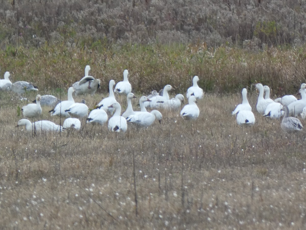 Snow Goose - Ethan  Greenberg