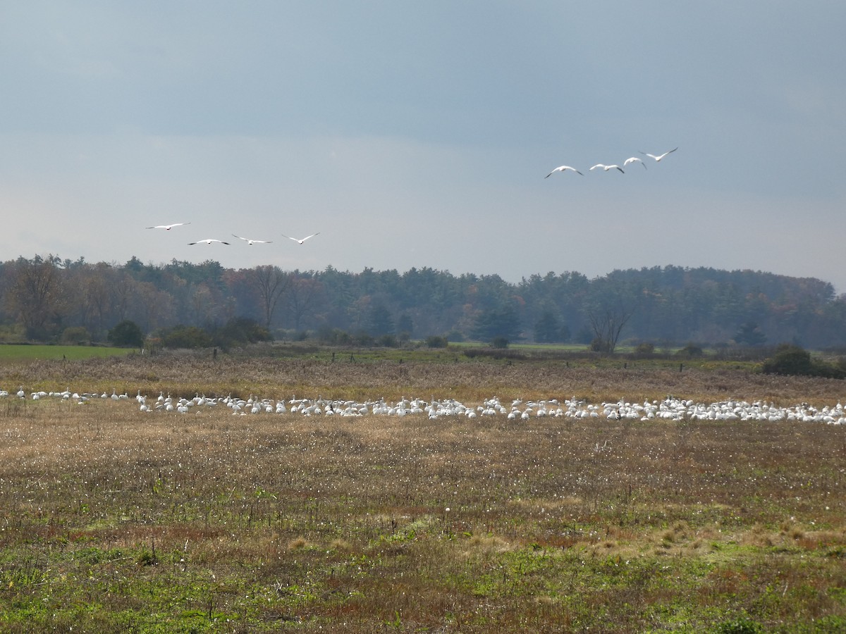 Snow Goose - ML611916511