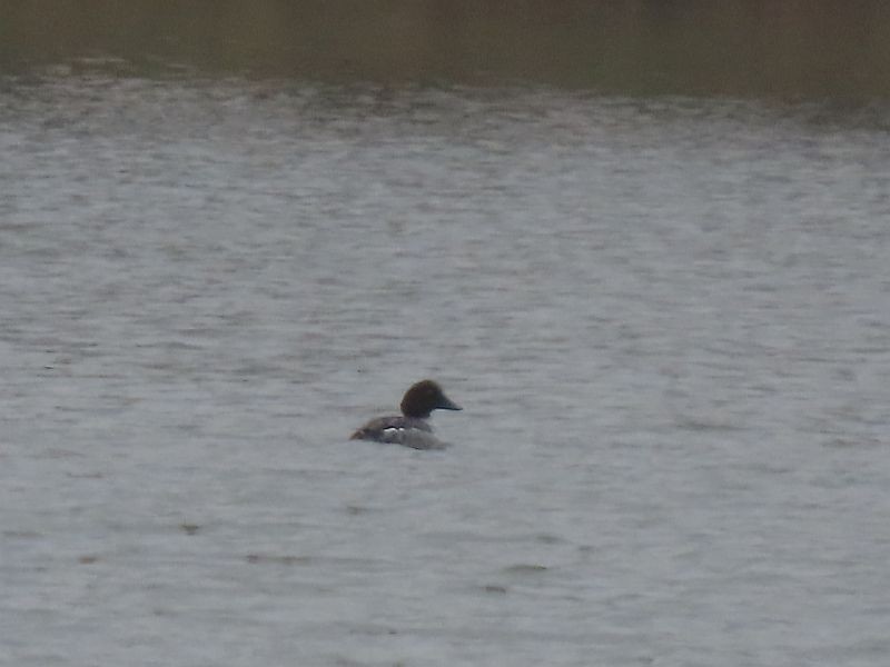 Common Goldeneye - ML611916524