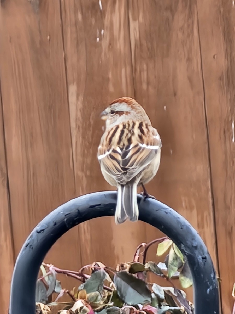 American Tree Sparrow - ML611916656