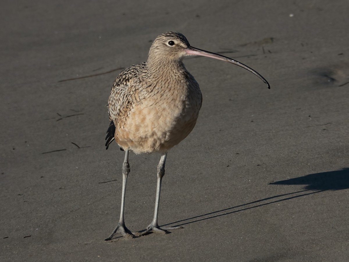 Long-billed Curlew - ML611916659