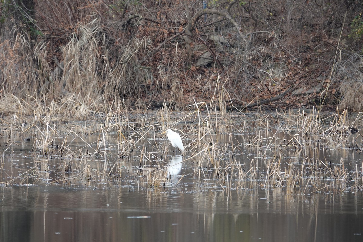 Great Egret - ML611916778