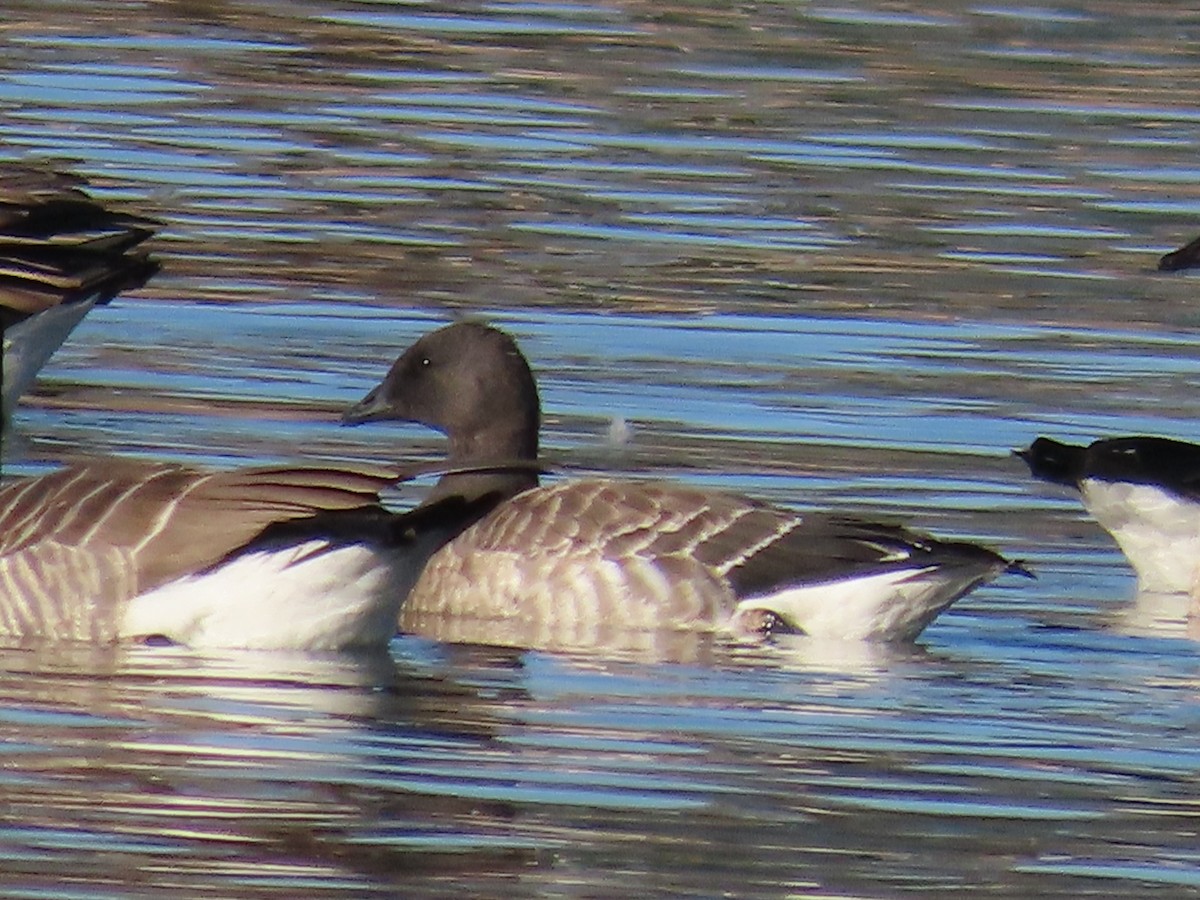 Barnacla Carinegra - ML611916789