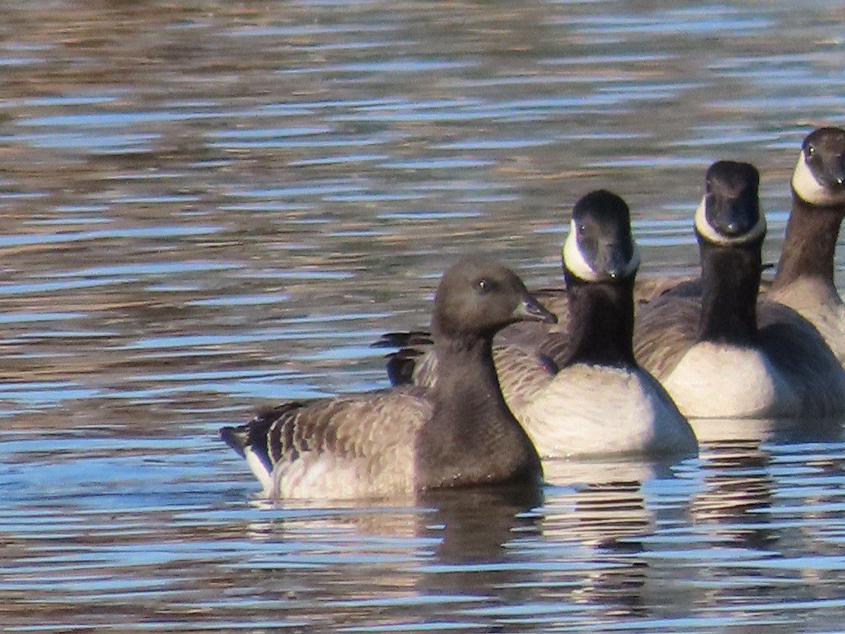 Brant - ML611916790