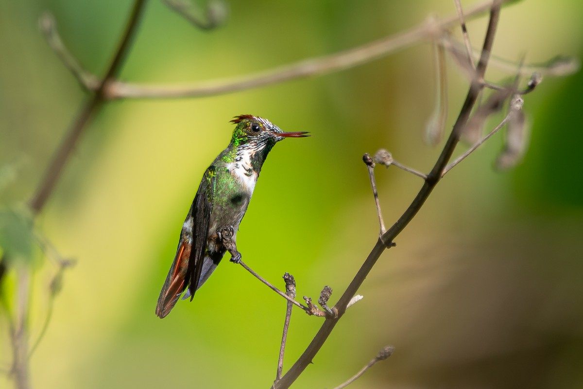 Frilled Coquette - ML611916806