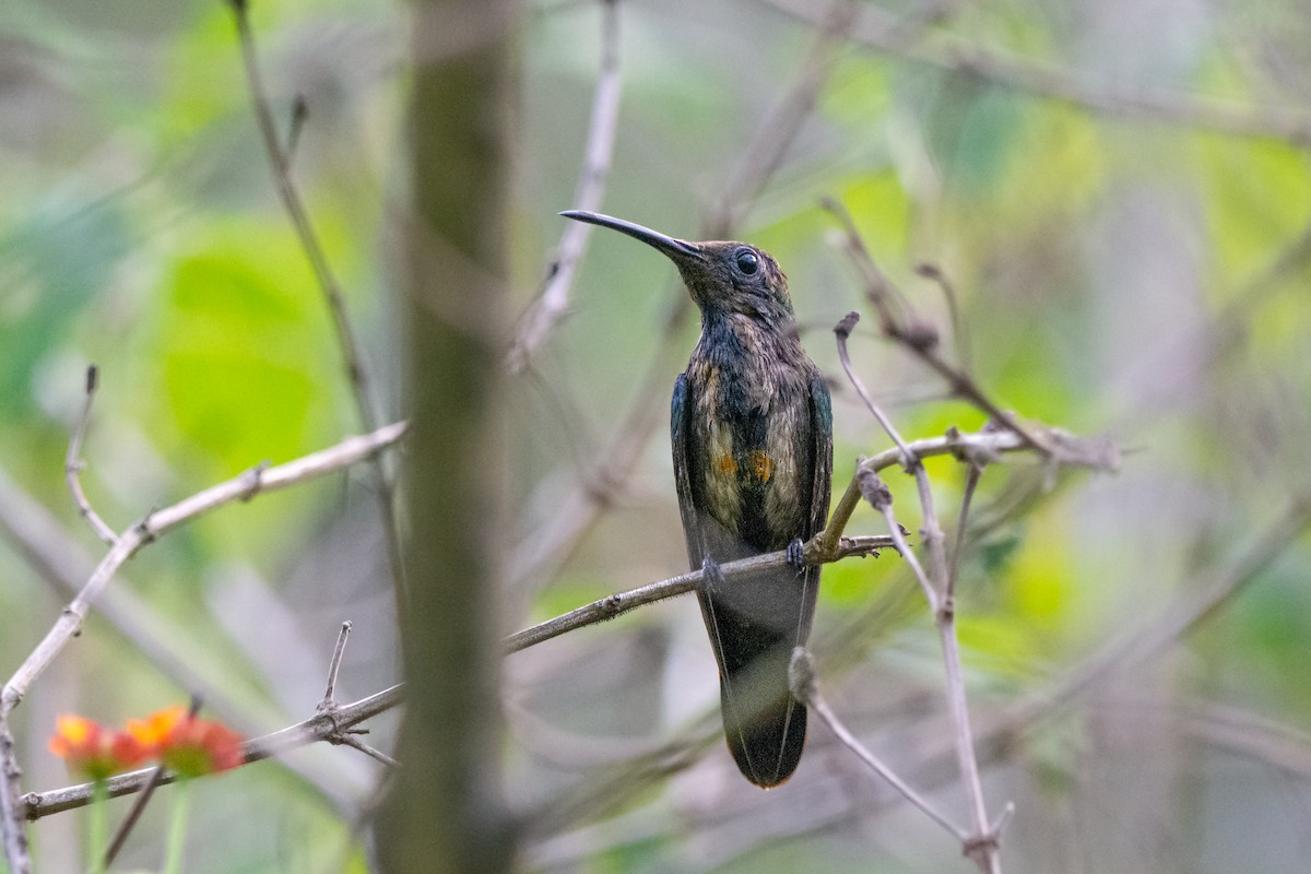 Black-throated Mango - ML611916809